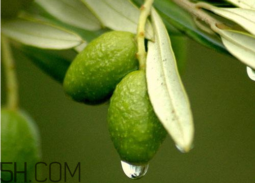 橄欖什么時候上市 橄欖上市時間 橄欖什么時候上市 橄欖上市時間
