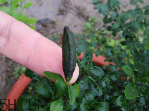 指橙好吃嗎 指橙是什么味道的 指橙好吃嗎 指橙是什么味道的