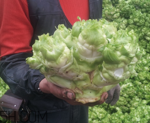 兒菜怎么種？兒菜怎么腌制