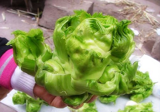 兒菜怎么種？兒菜怎么腌制