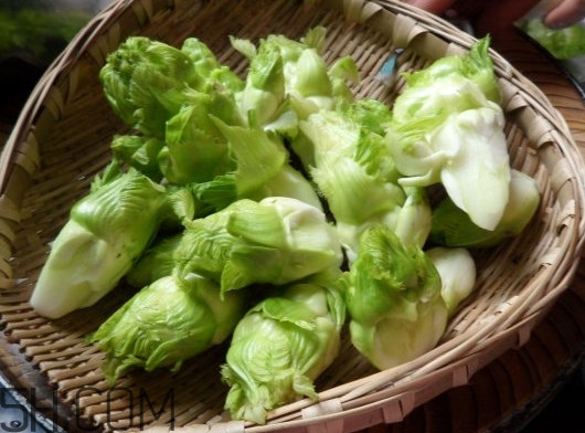 兒菜為什么叫兒菜？兒菜什么季節(jié)吃的