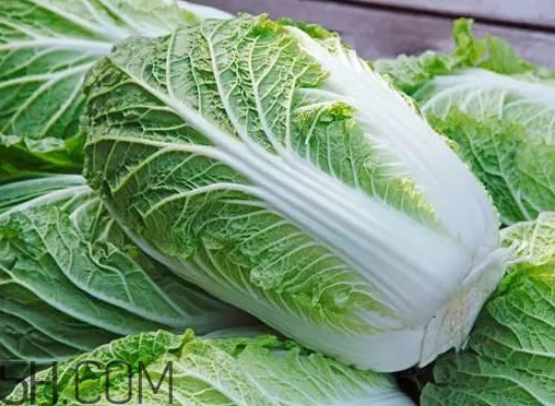 大白菜什么時(shí)候種最合適？大白菜怎么做好吃