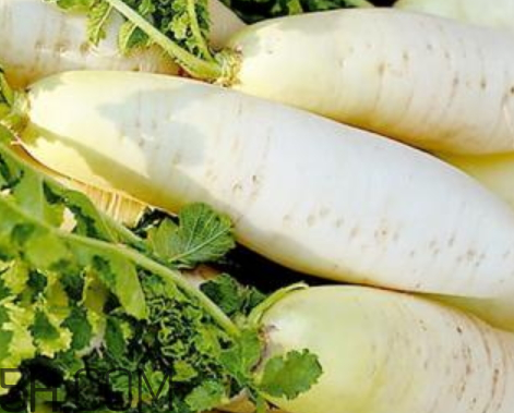 蘿卜為什么會苦 蘿卜苦是什么原因 蘿卜為什么會苦 蘿卜苦是什么原因