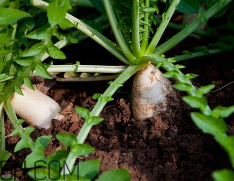 蘿卜為什么辣 蘿卜辣是怎么回事 蘿卜為什么辣 蘿卜辣是怎么回事