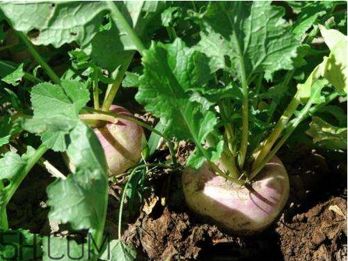 蘿卜空心了還能吃嗎 蘿卜為什么會空心 蘿卜空心了還能吃嗎 蘿卜為什么會空心