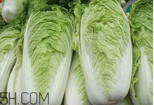 大白菜什么時(shí)候種最合適？大白菜怎么做好吃