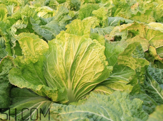 冬儲大白菜怎么才不會壞？冬儲大白菜什么時候上市