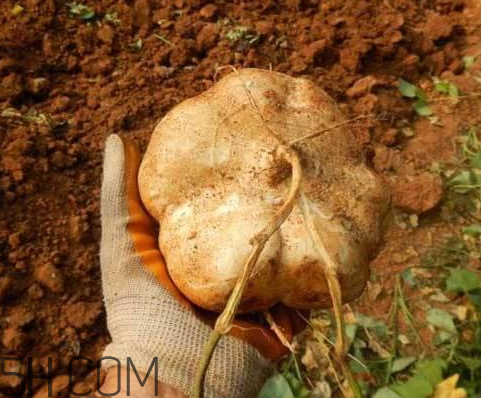 ?白地瓜可以煮湯嗎 白地瓜可以燉排骨嗎 ?白地瓜可以煮湯嗎 白地瓜可以燉排骨嗎