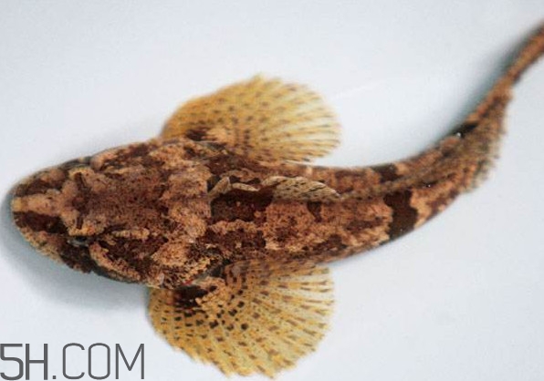 松江鱸魚產地在松江嗎？松江鱸魚是保護動物嗎