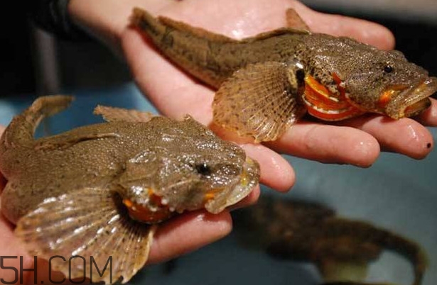 松江鱸魚多少錢一斤？松江鱸魚的松江在哪里