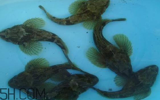 松江鱸魚怎么做？松江鱸魚養(yǎng)殖技術(shù)