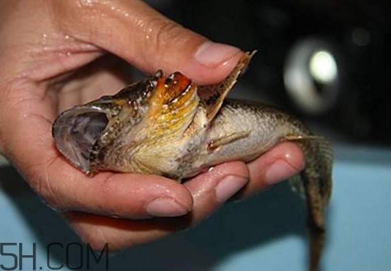 松江鱸魚產地在松江嗎？松江鱸魚是保護動物嗎