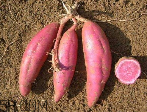 紫薯是熱性還是涼性 紫薯溫性還是寒性的 紫薯是熱性還是涼性 紫薯溫性還是寒性的