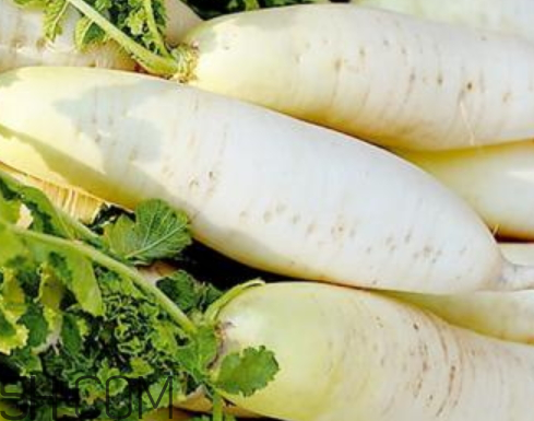 白蘿卜什么時候收獲 白蘿卜什么季節(jié)成熟 白蘿卜什么時候收獲 白蘿卜什么季節(jié)成熟