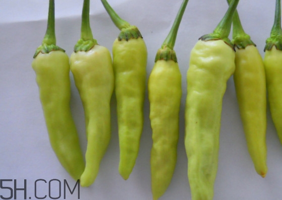 泡椒是什么辣椒？泡椒是怎樣自制的