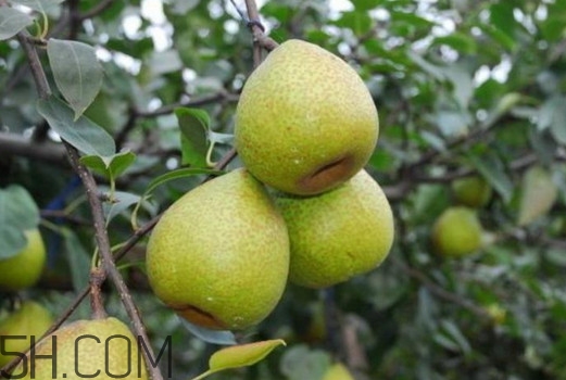 萊陽(yáng)梨怎么催熟？萊陽(yáng)梨汁多少錢(qián)一箱