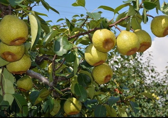 萊陽(yáng)梨怎么催熟？萊陽(yáng)梨汁多少錢(qián)一箱