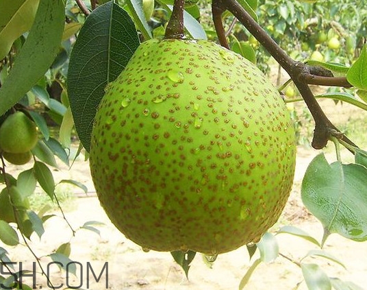 為什么萊陽(yáng)梨好吃？萊陽(yáng)梨的功效與作用