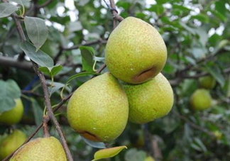 萊陽(yáng)梨怎么催熟？萊陽(yáng)梨汁多少錢一箱