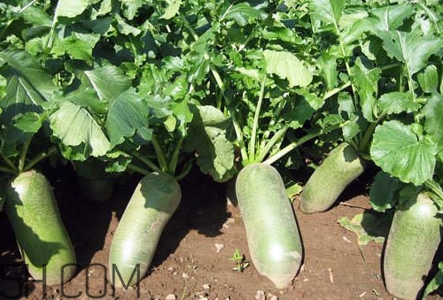 沙窩蘿卜是沙子里的蘿卜嗎？沙窩蘿卜產(chǎn)地是哪兒