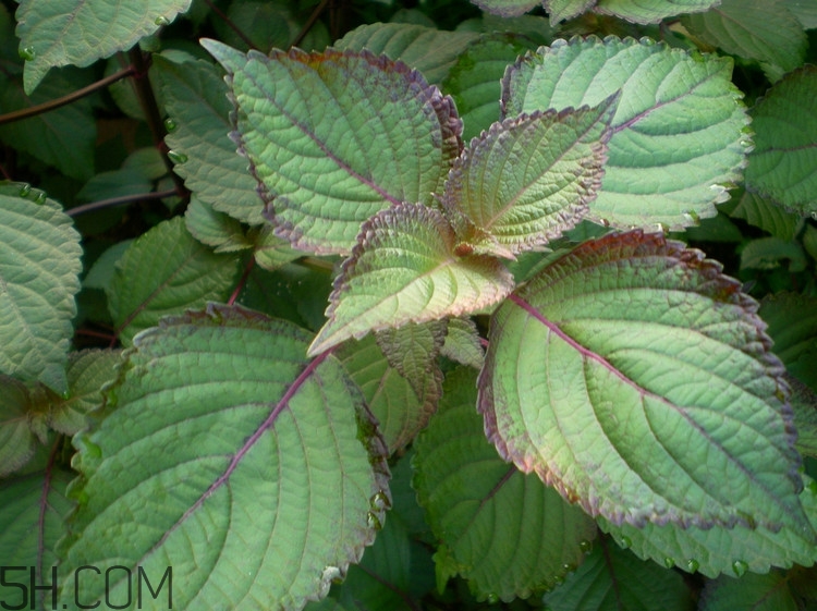 紫蘇的功效和作用是什么？紫蘇可以和雞蛋就一起吃嗎？