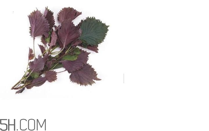 紫蘇的功效和作用是什么？紫蘇可以和雞蛋就一起吃嗎？