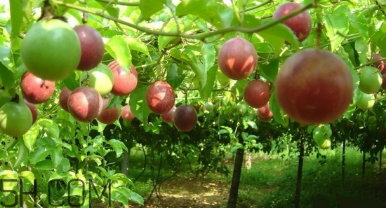 百香果放冰箱能放幾天？怎么判斷百香果壞沒壞？