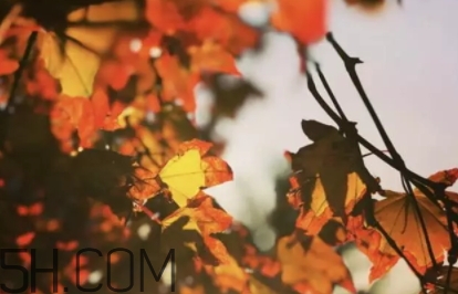 楓糖色口紅哪個牌子好？楓糖色口紅推薦