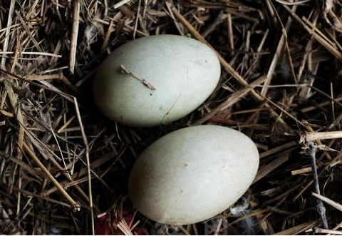 腌鵝蛋臭了還能吃嗎 臭鵝蛋對身體有害嗎 腌鵝蛋臭了還能吃嗎 臭鵝蛋對身體有害嗎