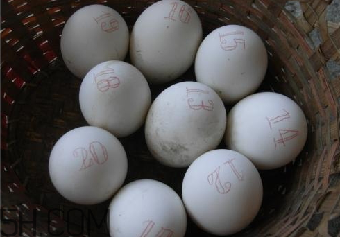 鵝蛋腌多久可以吃 鵝蛋腌制鹽和白酒比例 鵝蛋腌多久可以吃 鵝蛋腌制鹽和白酒比例