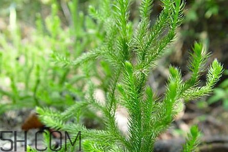 什么是伸筋草？伸筋草的功效與作用是什么？