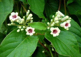 什么是雞矢藤？雞矢藤的功效與作用是什么？