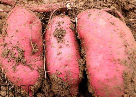 一個紅薯的熱量是多少 一個紅薯多少卡路里 一個紅薯的熱量是多少 一個紅薯多少卡路里