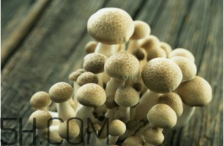 如何判斷生蠔烤熟沒有？生蠔可以和蘑菇一起吃嗎？