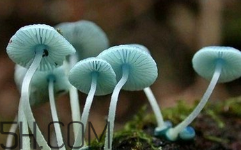 如何判斷生蠔烤熟沒有？生蠔可以和蘑菇一起吃嗎？