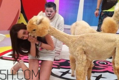 qq羊駝表情什么意思 發(fā)羊駝是什么意思 qq羊駝表情什么意思 發(fā)羊駝是什么意思