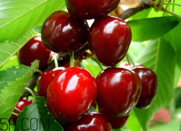 如何挑選車厘子？新鮮車厘子的挑選方法？