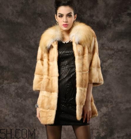 黃金貂是什么？黃金貂和水貂哪個好？