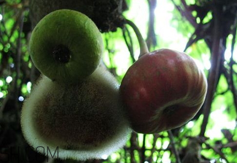 牛奶果什么時(shí)候成熟 牛奶果產(chǎn)地 牛奶果什么時(shí)候成熟 牛奶果產(chǎn)地