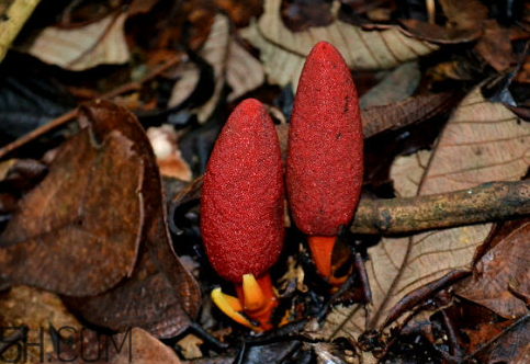 鎖陽發(fā)霉了還能用嗎 鎖陽長毛了還可以吃嗎 鎖陽發(fā)霉了還能用嗎 鎖陽長毛了還可以吃嗎