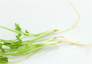 香菜根煮水怎么煮？香菜根煮水喝幾天見效？
