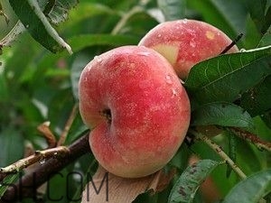 蟠桃怎么挑選？蟠桃怎么保鮮？