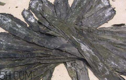 干海帶上面白的是什么 其實是一種珍貴的成分 干海帶上面白的是什么 其實是一種珍貴的成分