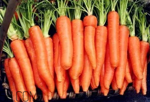 吃胡蘿卜要去皮嗎 胡蘿卜連皮吃營養(yǎng)更豐富 吃胡蘿卜要去皮嗎 胡蘿卜連皮吃營養(yǎng)更豐富