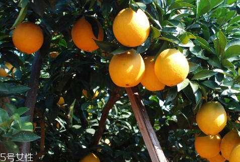 贛南臍橙好吃嗎 皮薄肉甜味道好 贛南臍橙好吃嗎 皮薄肉甜味道好