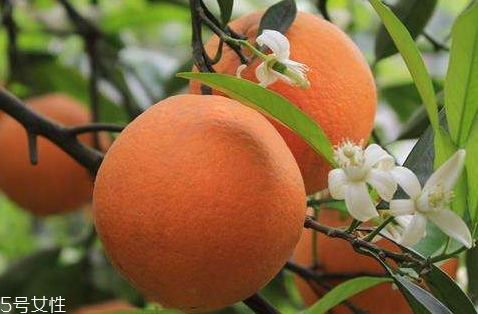 秭歸臍橙多少錢一斤 秭歸臍橙品種匯總 秭歸臍橙多少錢一斤 秭歸臍橙品種匯總