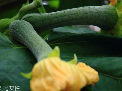 絲瓜不能與什么同吃？不能吃絲瓜的人群