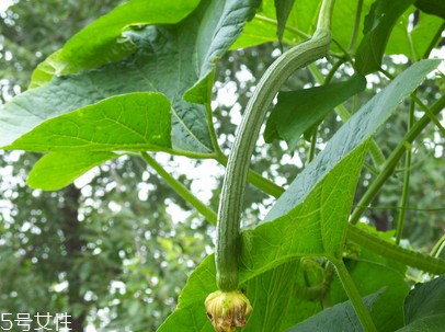 絲瓜不能與什么同吃？不能吃絲瓜的人群