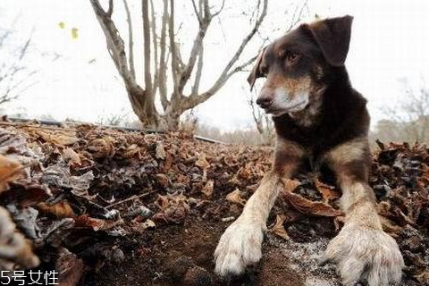黑松露什么季節(jié)有 冬季才是黑松露的采摘旺季 黑松露什么季節(jié)有 冬季才是黑松露的采摘旺季