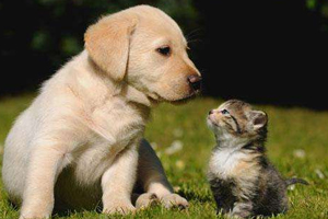 開車前為什么要拍拍車蓋？預防傷害流浪小動物